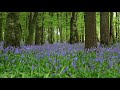 Short Relaxing Meditation of Forest Sounds &amp; Birdsong-Johnnie Lawson Calm Relaxation