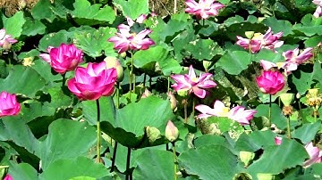 Một ngày nắng đẹp trên đường làng qua ruộng bậc thang, Núi Tô, Tri Tôn, An Giang 01/09/2019