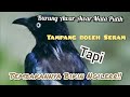 Masteran Burung Awar Awar Gacor Durasi Panjang!! Tembakan Kasarnya Bikin NGILERR!!!