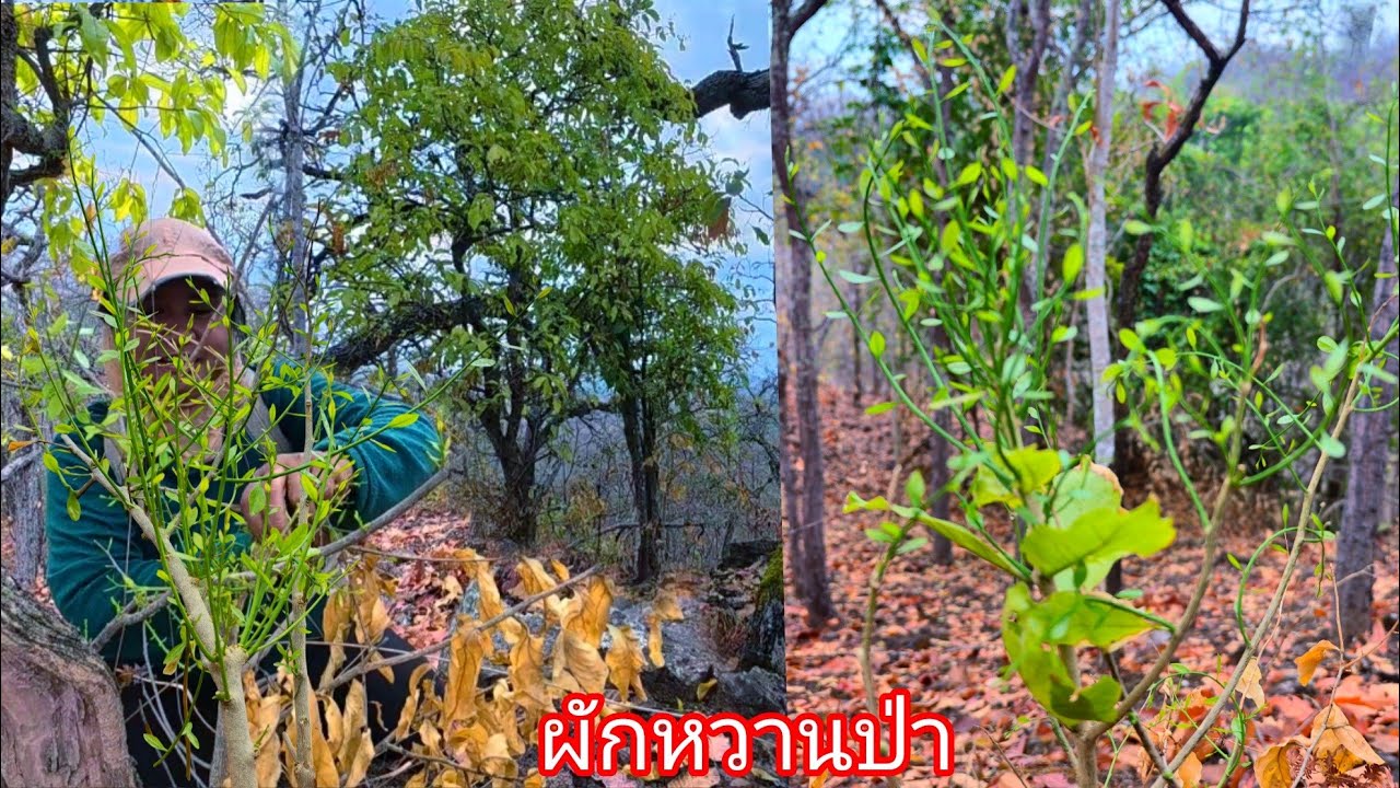 ยิ่งลึกยิ่งเยอะ ผักหวานป่าสีทอง