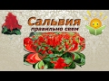 КАК ПОСЕЯТЬ САЛЬВИЮ