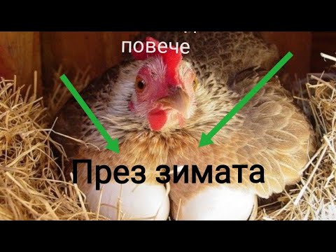 Видео: Защо пилето не снася? Условия за отглеждане, фураж и методи за повишаване на яйценосността на пилетата