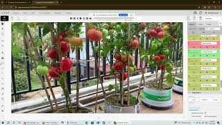 Tomato Bounding Box & Polygon Labeling in CVAT