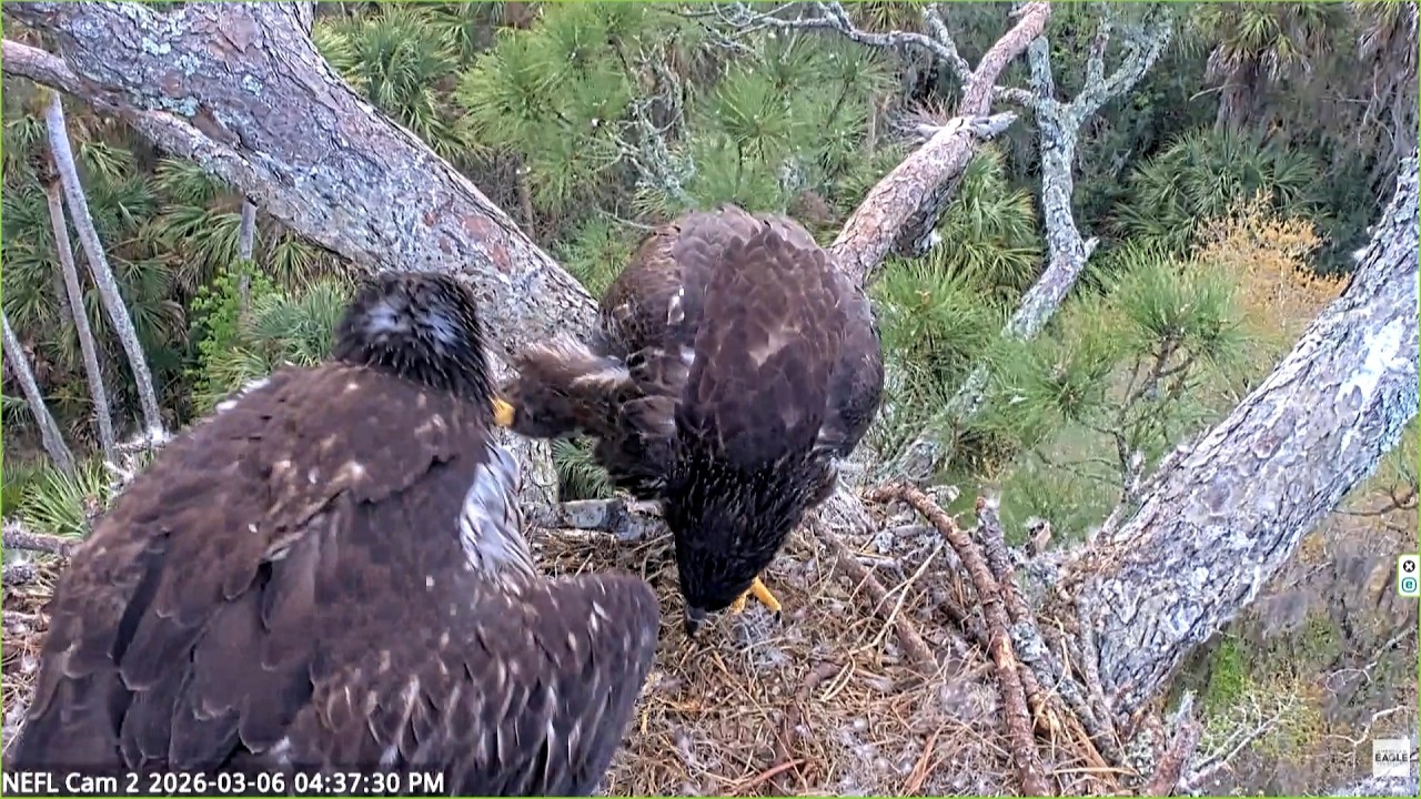 2026.03.06 NEFL　エサ取り妨害？