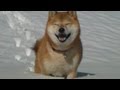 柴犬ジロー　毎日が充実　Shiba Inu