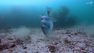 ¿Cómo se alimentan los peces en las Islas Cíes?