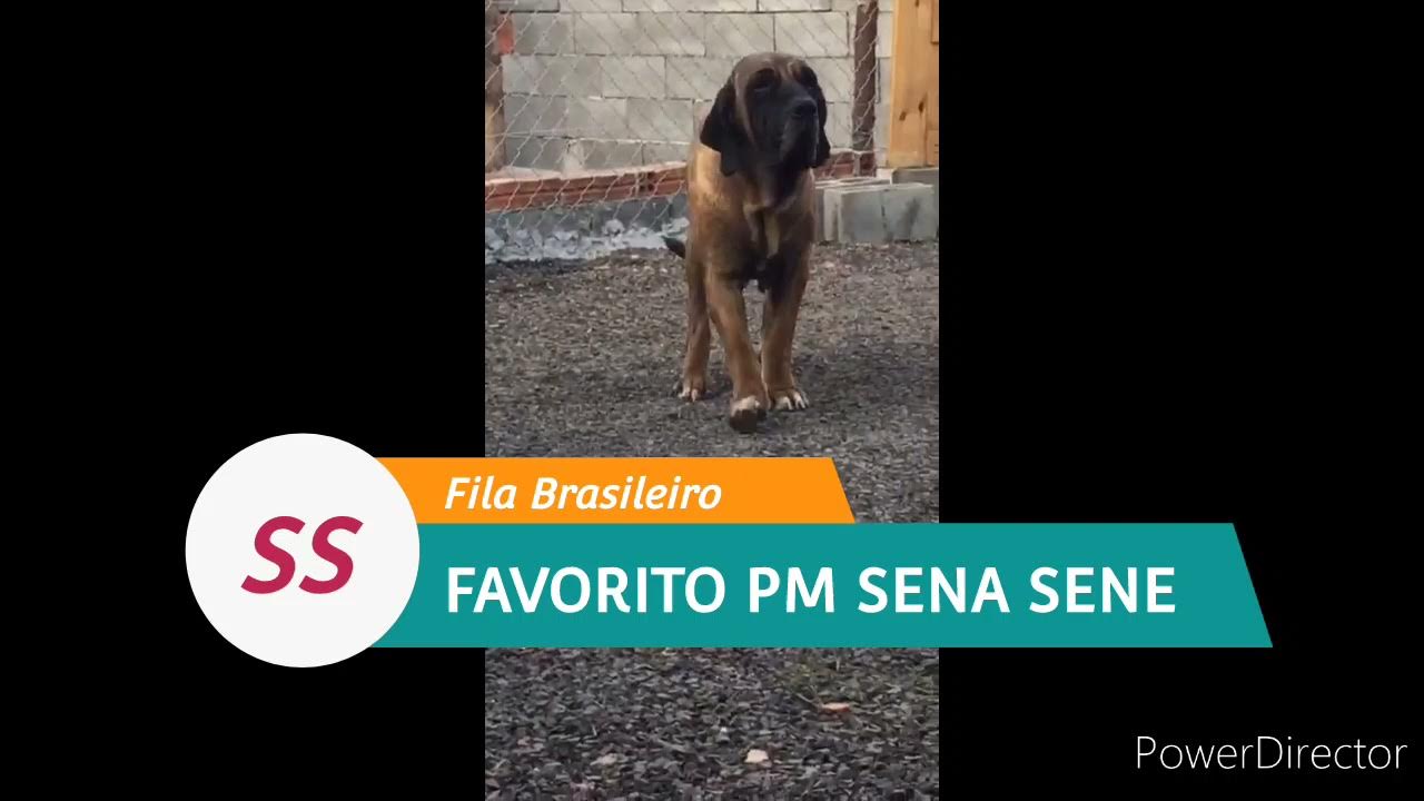 Canil Sena Sene - Fila Brasileiro