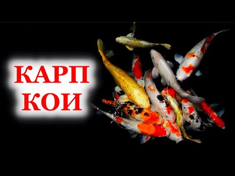 КАРП КОИ. Содержание в аквариуме, в пруду, кормление и разведение карпа кои