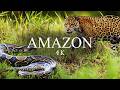 LA SALVAJE AMAZON&Iacute;A | El &Uacute;LTIMO Territorio donde Mandan los ANIMALES | Documental 4k