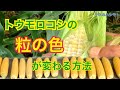 【何処まで交雑するか？】トウモロコシの着色を調査しました！　タネのハシモト