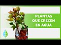 10 PLANTAS de INTERIOR que se CULTIVAN en AGUA 🌿