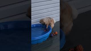 she's trying to get her balls out of the pool #puppy #love#cute