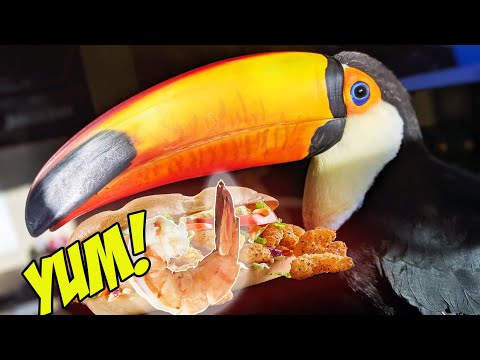 toucan-tries-shrimp-(po'-boy)-+-small-2pac-health-update!