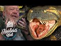 GIGANTISCHE 15 Meter ANACONDA | Die größte Schlange der Welt? | NORBERTS WELT | Zoo Zajac