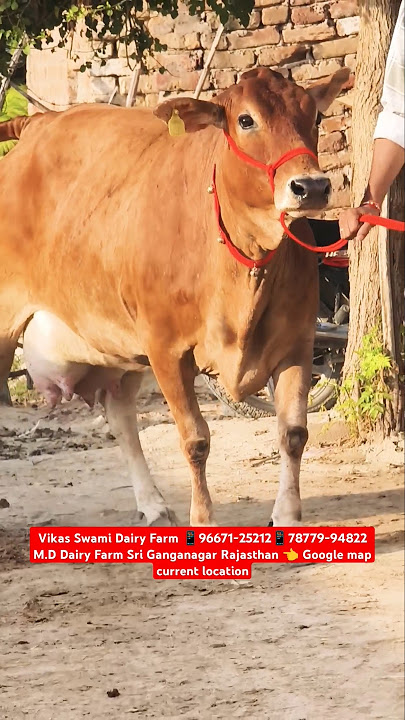 20 Letter Milk 👌 Top Class Jersey Sahiwal Cross Breed Cow For Sale 🎉 #trending #cow #farm #super