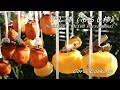 干し柿（吊るし柿）の作り方 Japan Dried Persimmon（Hoshigaki)｜Coris cooking