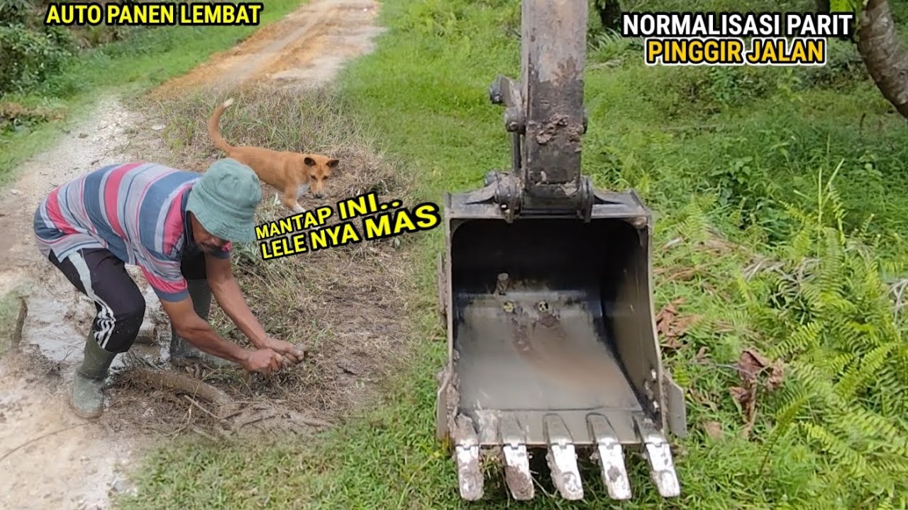 Bongkar tumpukan kayu di dalam parit yang akan di cuci ternyata sarang ikan lembat