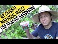 My Favorite Beneficial Insect for Organic Gardening that Eats Everything