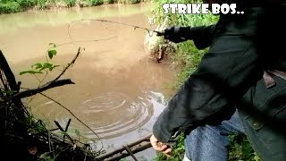 SAMBARAN RAKUS IKAN BAWAL BABON Mancing Di Sungai Spot Bawah Pohon Tumbang