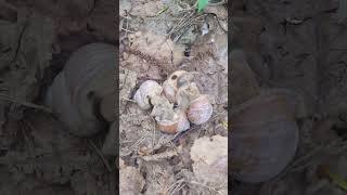 mating of snails#snails#spring#mating#shell#nature