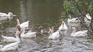 The Pilgrim Geese Ducks. Campbellton Australia.