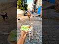 Golden Retriever &amp; Calf Birthday Party! ✨ #shorts​ #animalfriendship​ #goldenretriever​