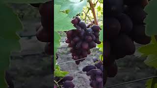 Декілька слів про виноград Емір