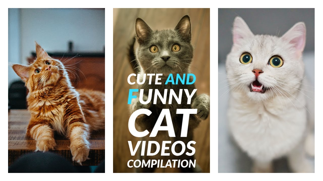 Cute and Funny Cat Videos Compilation | Cats Compilation | Try Not to ...