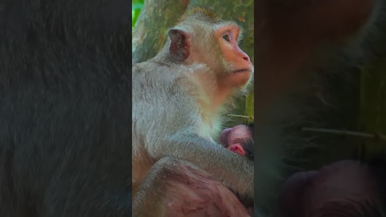 Ep1102. The Ultimate Monkey Compilation to Make Your Day Instantly Better