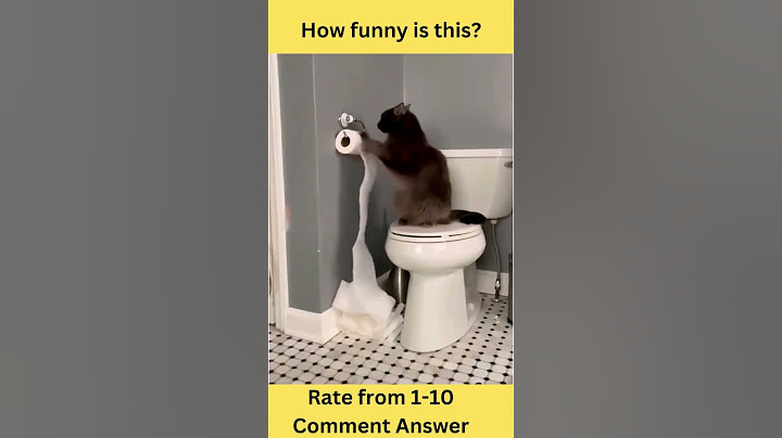 How funny is this 11, cats, Funny Tiktok video  #shorts