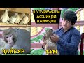 Шутурмург ва Маймуни Наимчони Саидали