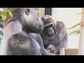 ゲンタロウの略奪に目を光らせるモモタロウパパ💗[Kyoto Zoo] Momotaro Daddy monitors the looting of Gentaro