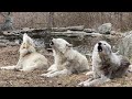 Wolf Who Lost His Voice Leads a Chorus of Howls 🐺🐺🐺