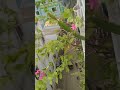 বাতাসের অভিমান ভাঙ্গার পর #nature #air #highlights #YouTube #all