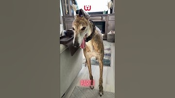 Winner is always Safe and Comfortable with Waggle! | Waggle Pet Monitor