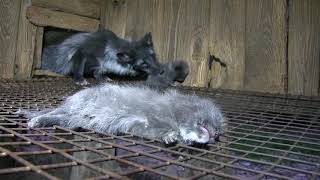 The cruel reality of fox fur farming