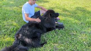 Newfoundlands of Umfleet Farms