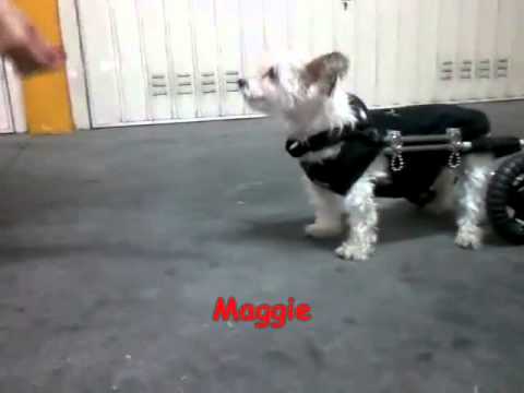 Dog Locomotion - Maggie