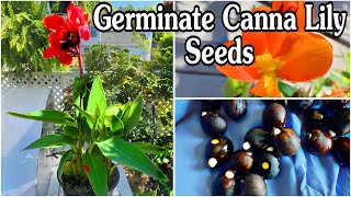 Easily germinate canna lily seeds || Grow your own cannas from seed! 6&7 mo. updates!