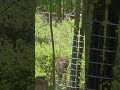 #Deer