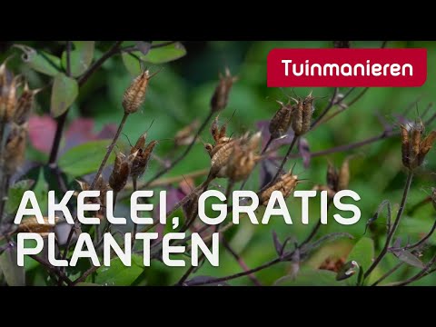 Video: Moet ik akeleien snoeien?