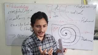 Geology: Lecture 3: Paleontology: Cephalopoda