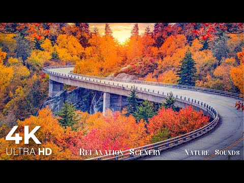 Enchanting Autumn Forests with Beautiful Piano Music