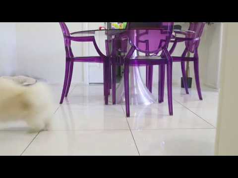 japanese spitz lifespan cumlord fell through the floor again