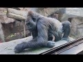 Inside with Gorillas! 🦍 | Facebook Live