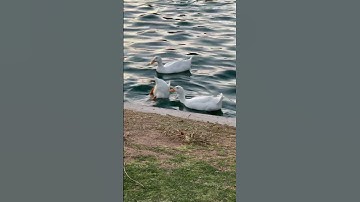 I hate this song - but I wanted to try this #template #Ducks #Sunflower #Sunset #Arizona #Shorts