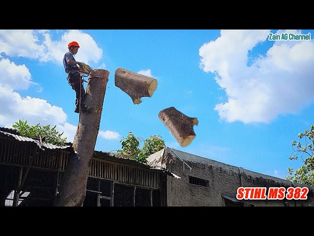 Secure the Livestock House.. ‼️ Cut down mango trees prone to falling class=