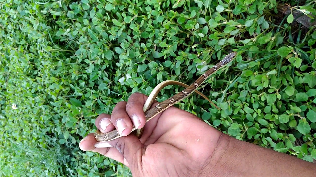 camera iphone 8 plus apk Banded racer snake in my hand