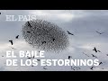 El llamativo e hipnótico baile de los estorninos | Vídeo