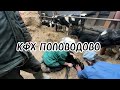 КУПИЛИ ЗИЛ! СПАСАМ ТЕЛЕНКА ОТ ИНТОКСИКАЦИИ!